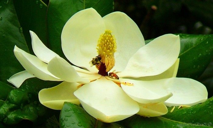magnolija spalvų imtasi Puošnus gėlių foto