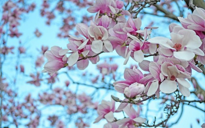 Magnolija, rožnato-belo cvetje, cvetne vrste od A do Z, veličastne cvetoče veje