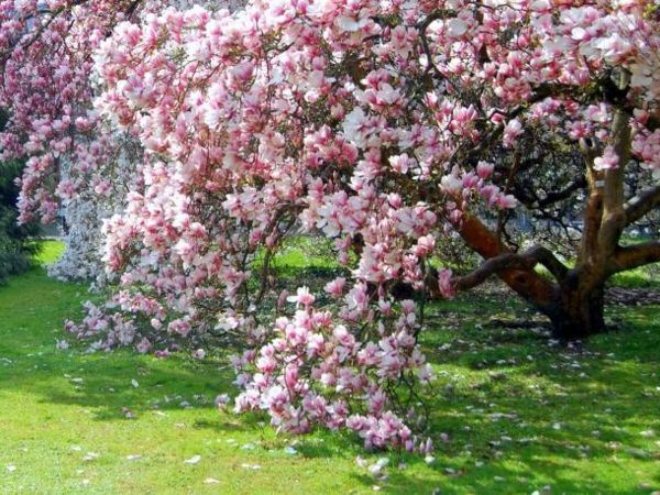 magnolija-nuostabus žydinčių medžių-in-sode