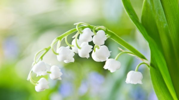 lírio do primavera vale-bonita-branco-flor