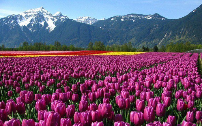pittoreska landskap berg lila tulpaner