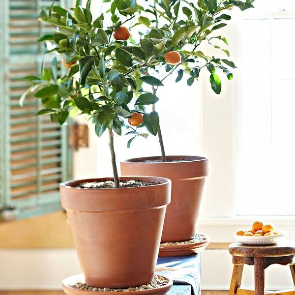 mandarínka ako izbová rastlina-care in-pot-