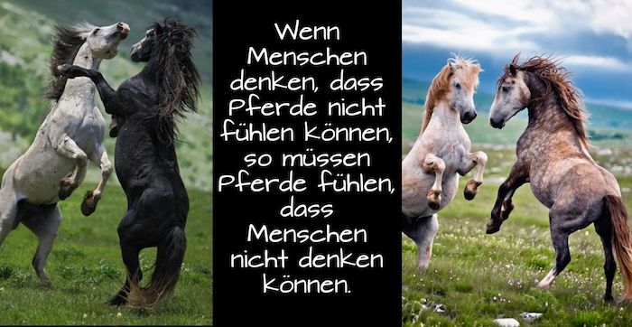 due belle foto con quattro cavalli selvaggi con criniere nere e marroni, montagne con erba verde e pietre, cielo con nuvole grigie e blu, foto di cavalli con un cavallo che dice
