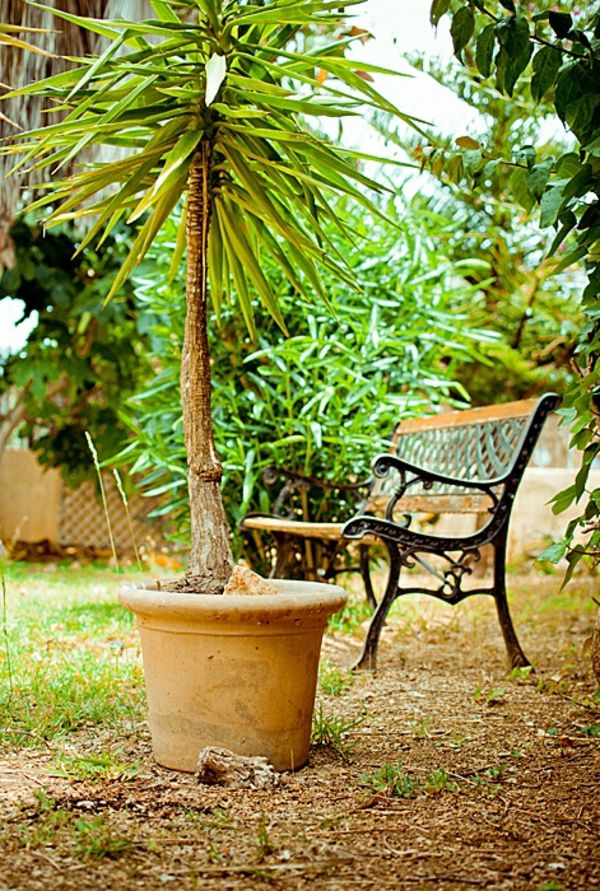 mediteranner-tuin-palm-pot-klein en groen
