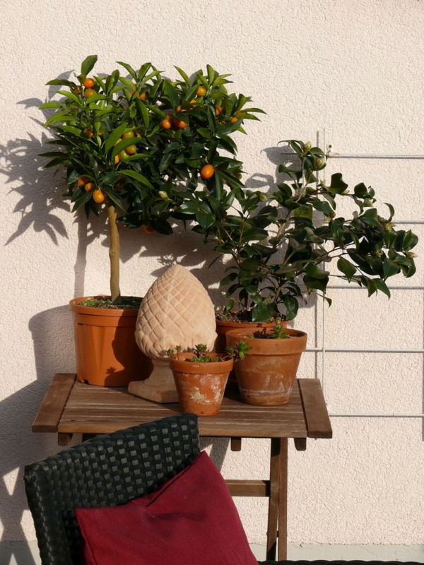 Viduržemio terasa su citrinomis