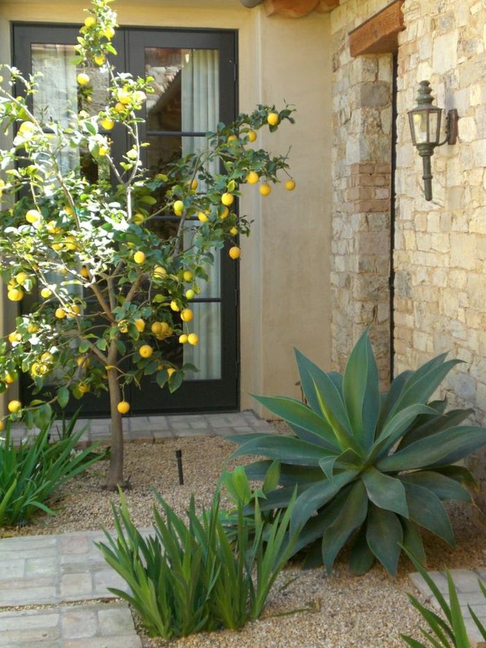 Mediterranean Garden Lemon Tree dekorativa stenar växter
