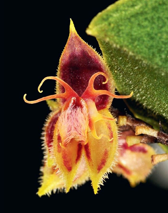 vreemd Orhideen species-black-background