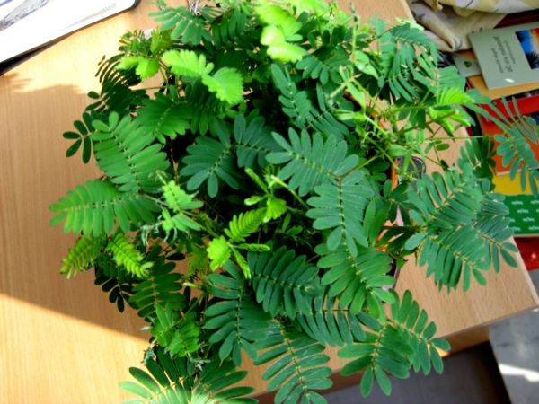 green-mimosa-plante-by-hjem
