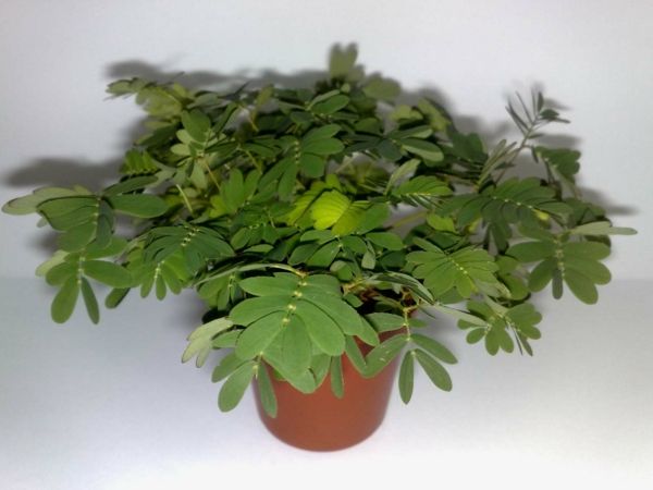 mimose_im puodą-žalia-augalų lengvai prižiūrimas