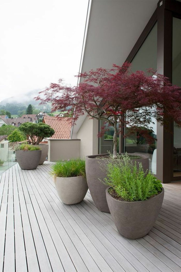 moderne gårdsplass med blomsterpotter med bonsai trær og grønne planter