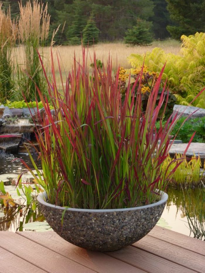 bir havuzun yanındaki kırmızı bitkilerle dolu yuvarlak bir pot - modern bahçe tasarımı