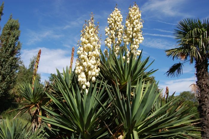 Bald, yucca, yucca bitkisi, beyaz çiçekler, ağaçlar, beyaz bulutlar ile mavi gökyüzü ile palmiye ağaçları