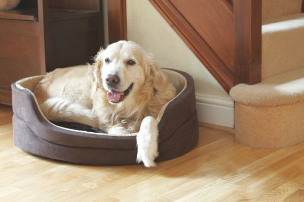 paturi de câine ortopedice moderne pentru câinii mari - scări lângă ele