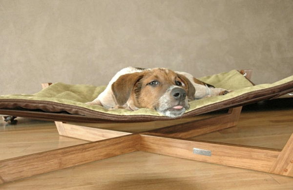 pat de câine ortopedic modern - câine drăguț se află pe el