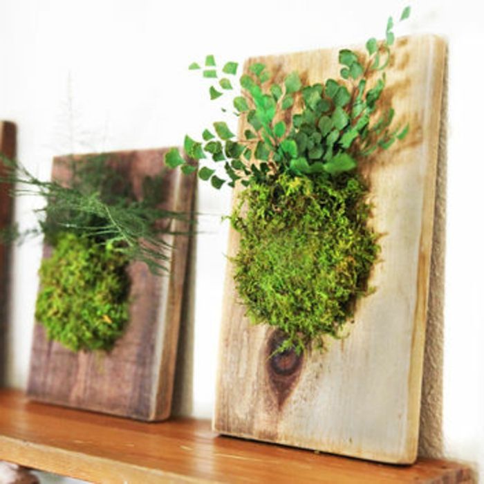 Dva obrazy machu: Stick mech a iné rastliny na drevo