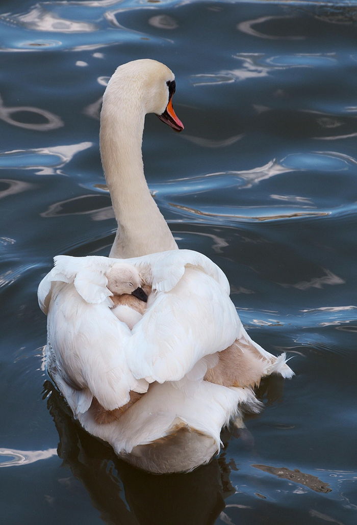 cisnes bonitos mãe e bebê para conhecer o reino animal, amor de mãe