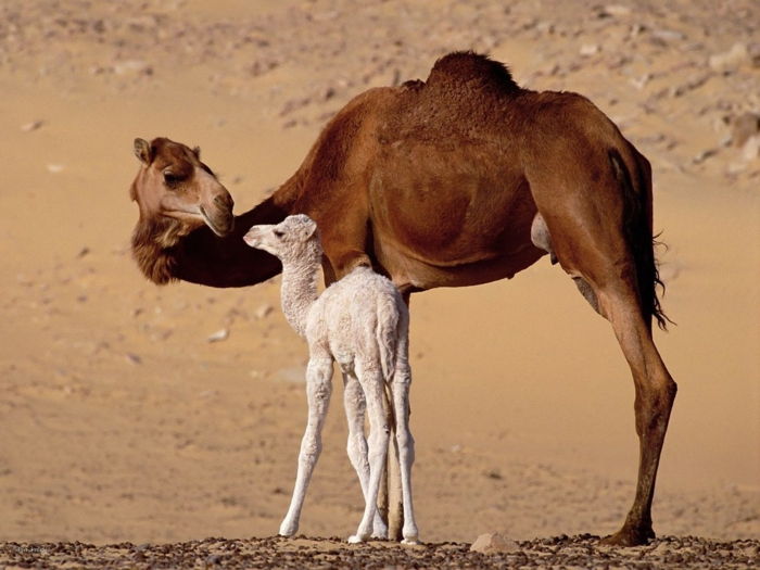 Kamel mor og baby, søte babydyr med foreldrene sine, søte bilder, bli bedre kjent med dyrelivet