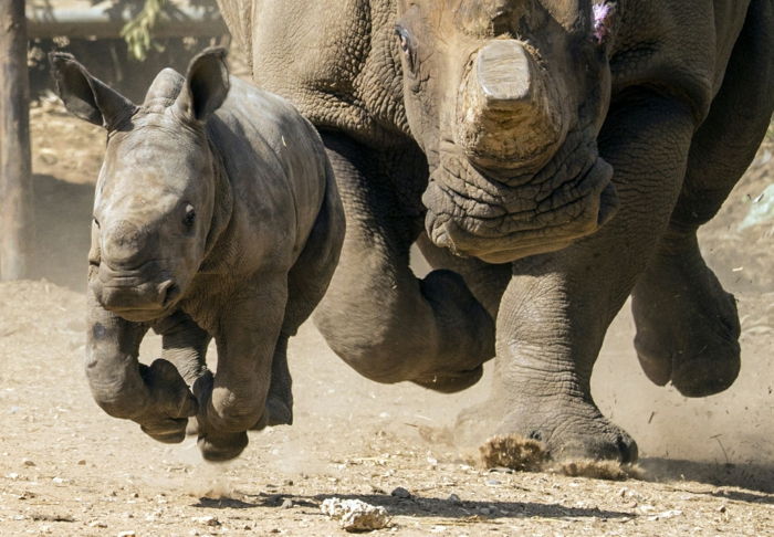 Nosorożec matka i dziecko razem, poznaj królestwo zwierząt, piękne zdjęcia