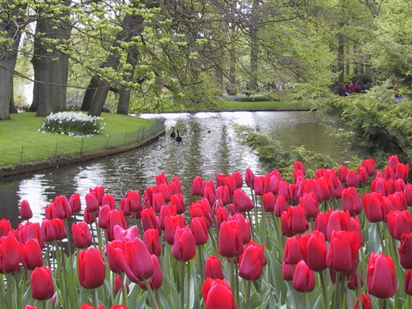 Naturbilder-tulipan-plante tulipaner-the-buy-tulipan-tulipan-in-amsterdam-tulipan tapet
