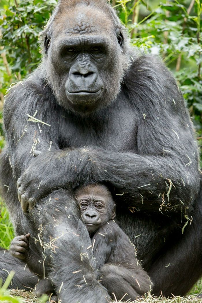 Goryle mama i dziecko, poznanie królestwa zwierząt, urocze niemowlęta