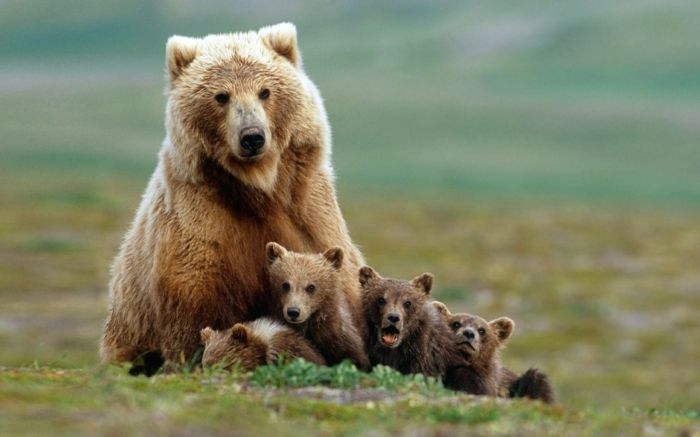 Mama Bear so štyrmi deťmi, najkrajšie detské zvieratá na svete, fantastické obrázky zvierat
