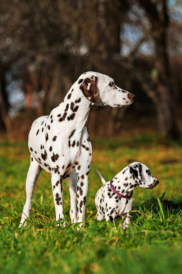 sladká dalmatínska matka a dieťa, svetovo najroztomilejšie dieťa zvierat - početné foros