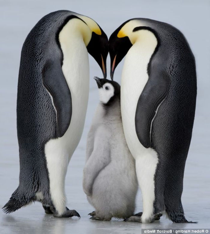 schattige pinguïns, ouders met hun baby, foto's van schattige baby dieren en hun ouders