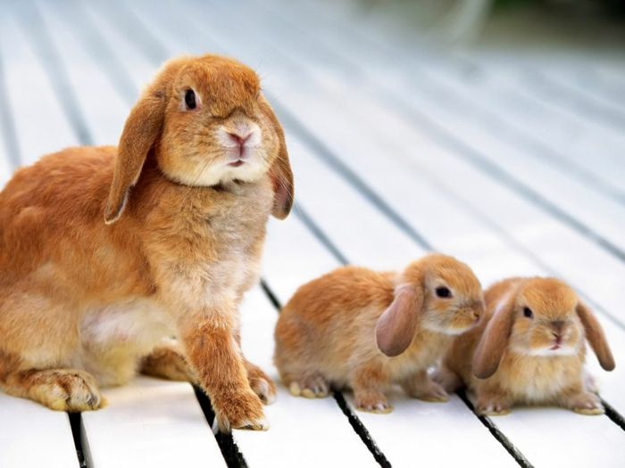Rodzina królików, matka z dwójką dzieci, najsłodsze niemowlęta na świecie i ich rodzice