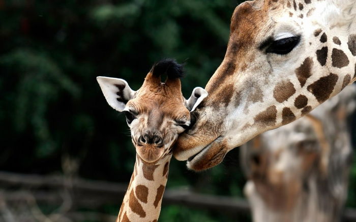 słodkie żyrafy - niemowlę i matka, poznanie królestwa zwierząt, liczne zdjęcia uroczych zwierzątek