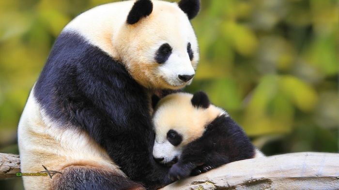 søte pandaer - mor og baby, søte babydyr med foreldrene sine, bilder og informasjon