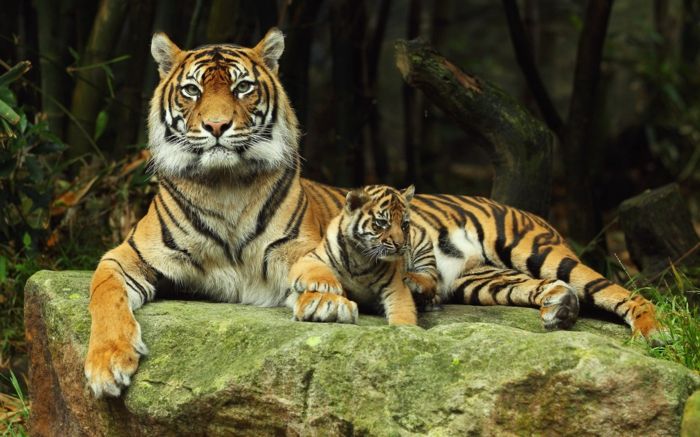 Mãe e criança tigres, conhecer a vida selvagem mais perto, belas fotos e fatos interessantes