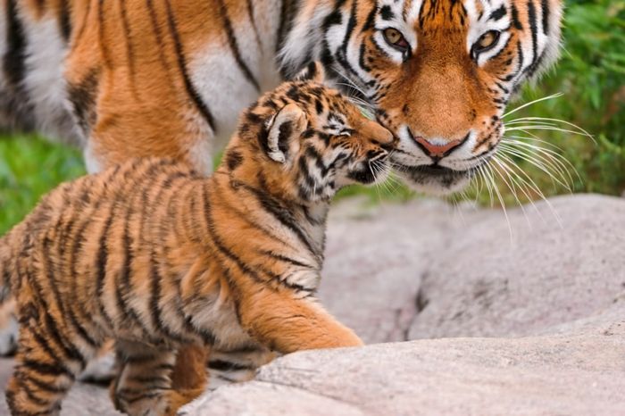 os animais bebês mais doces do mundo, fatos interessantes e inúmeras fotos, amor materno no reino animal