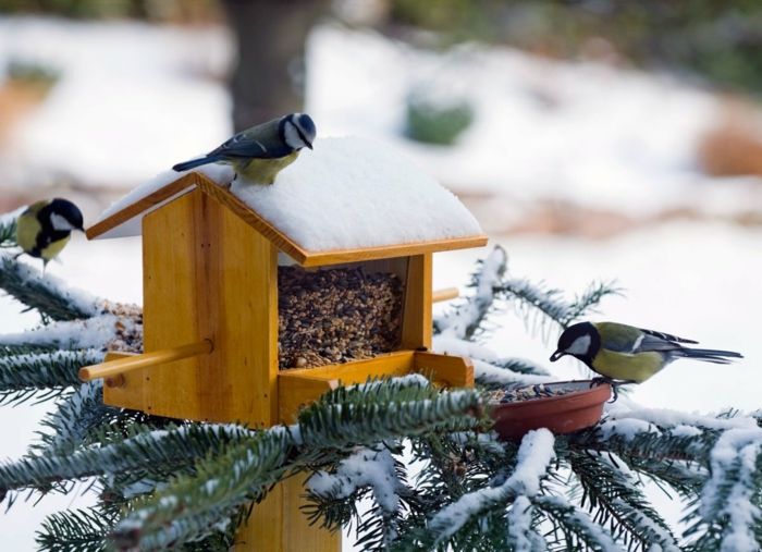 Užpildykite medinį lizdą su sėklomis, sniego ant stogo, tris mažus paukščius, pušies šakos, padengtas sniego