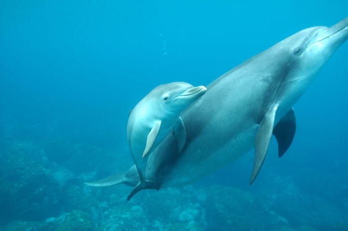og her finner du to grå delfiner som svømmer sammen i et hav av blått vann og steiner - ta en titt på denne ideen om delfinbading
