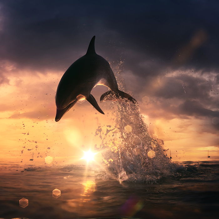 čia yra paveikslas su juodu delfinu, saulėlydžiu, pilkiais debesimis ir jūra - delfinų tema saulėlyje