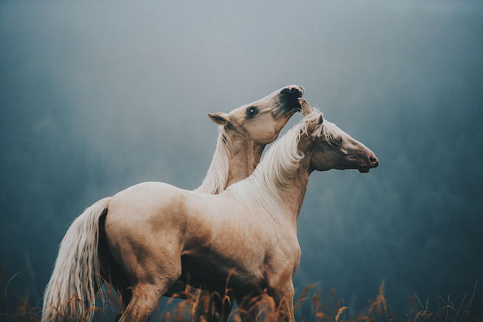 bruine paarden met blauwe en zwarte ogen en een witte staart, dichte witte manen, gras en bos met groene bomen