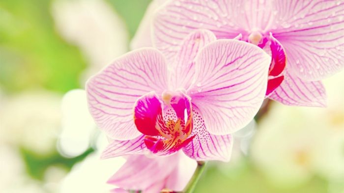 Orhideja, nežen, roza cvet, ozadje za ljubitelje cvetov, da uživajo v cvetličnem svetu
