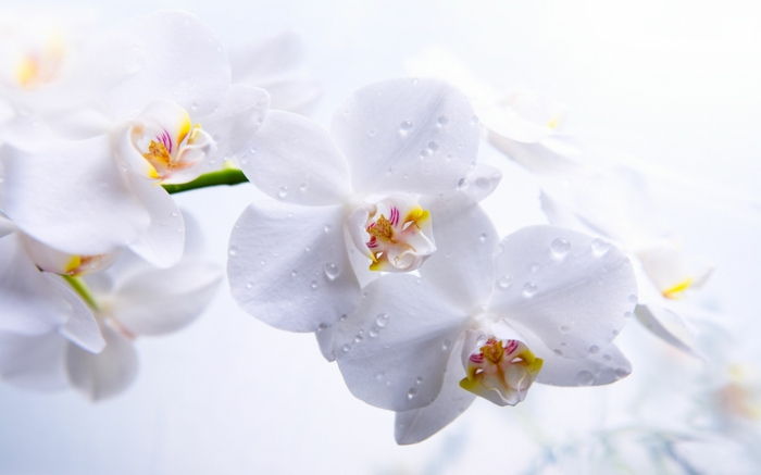 bela orhideja, belo ozadje, občutljivo cvetje, uživajte v cvetnem svetu, lepote za vsako sezono