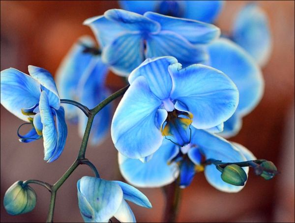 orchidėjų priežiūros-orhideen-pirkti-mėlyna orchidėja