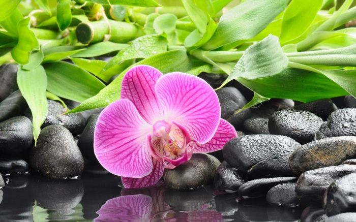vijolične orhideje, bambusa in majhnih kamnov v ozadju, ozadja z različnimi vrstami cvetov