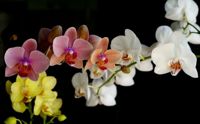 Orhideje v različnih odtenkih - belo, roza, rumeno, odlično darilo za drago damo
