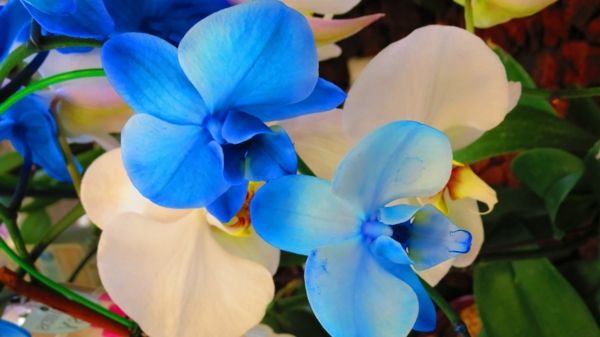 orchidėjų-in-mėlyna-balta gėlių apdaila Įrengimas-orchidėjų priežiūros