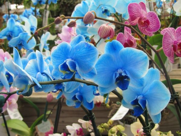 orchidėjų priežiūros-gėlių Deko mėlynos orchidėjos cut-