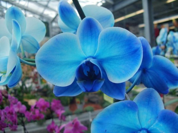 orchidėjų priežiūros-orchidėja-Blue-gėlės-Deco-in-mėlyna