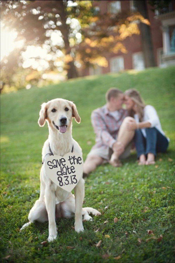 originalus vestuvių fotografija šuo su Kvietimas