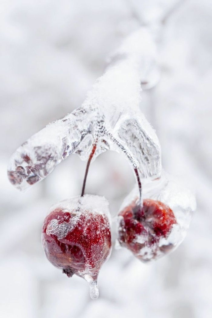opprinnelige Vinterbilde frosne kirsebær-alt-i-is