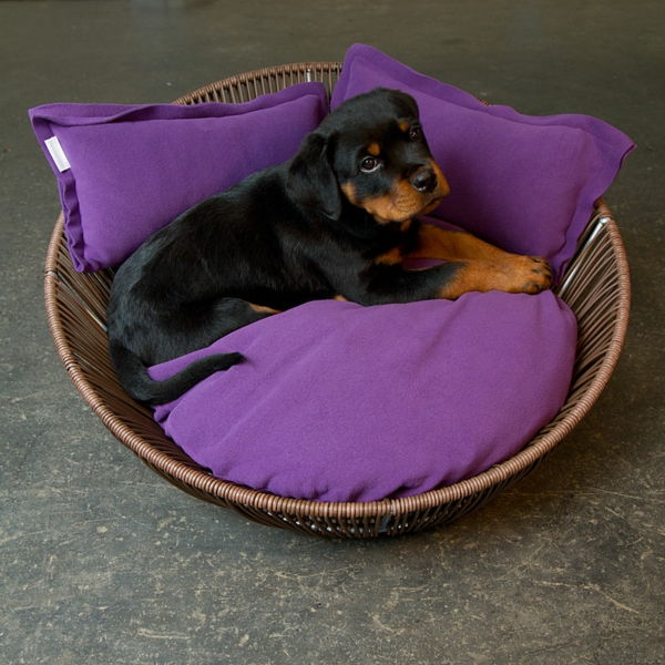 ortopedice paturi de câine violet culoare - negru rasa de câine mici