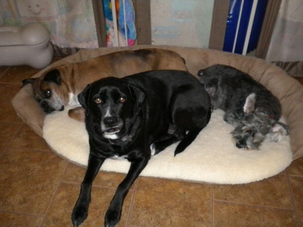 ortopedic câine pat trei câini - de rasa diferite