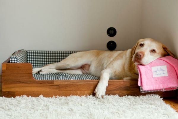 ortopedisk-hund-säng-storhund - på den