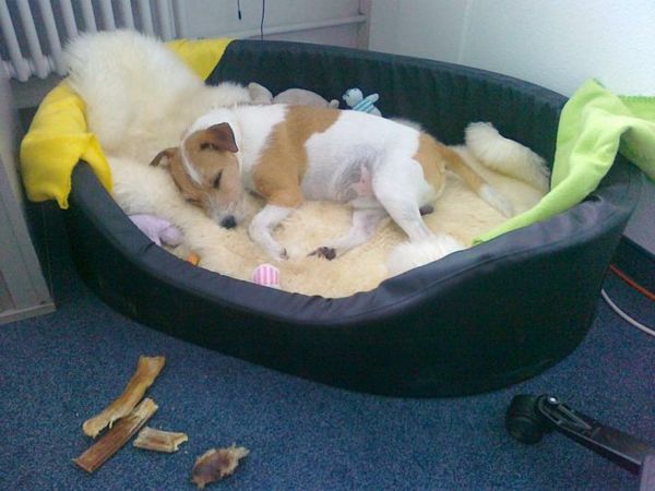 ortopedice câine câine drăguț aspect - un câine este dormit pe ea